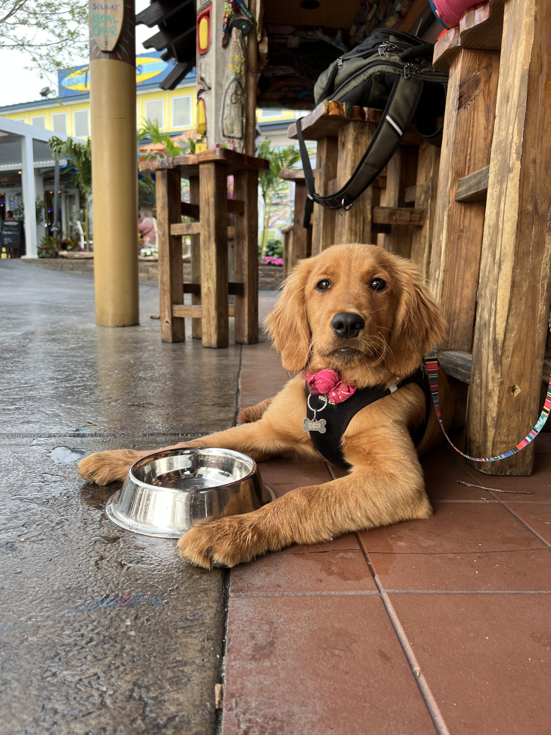 are dog friendly restaurants legal